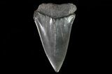 Fossil Mako Shark Tooth - Georgia #75020-1
